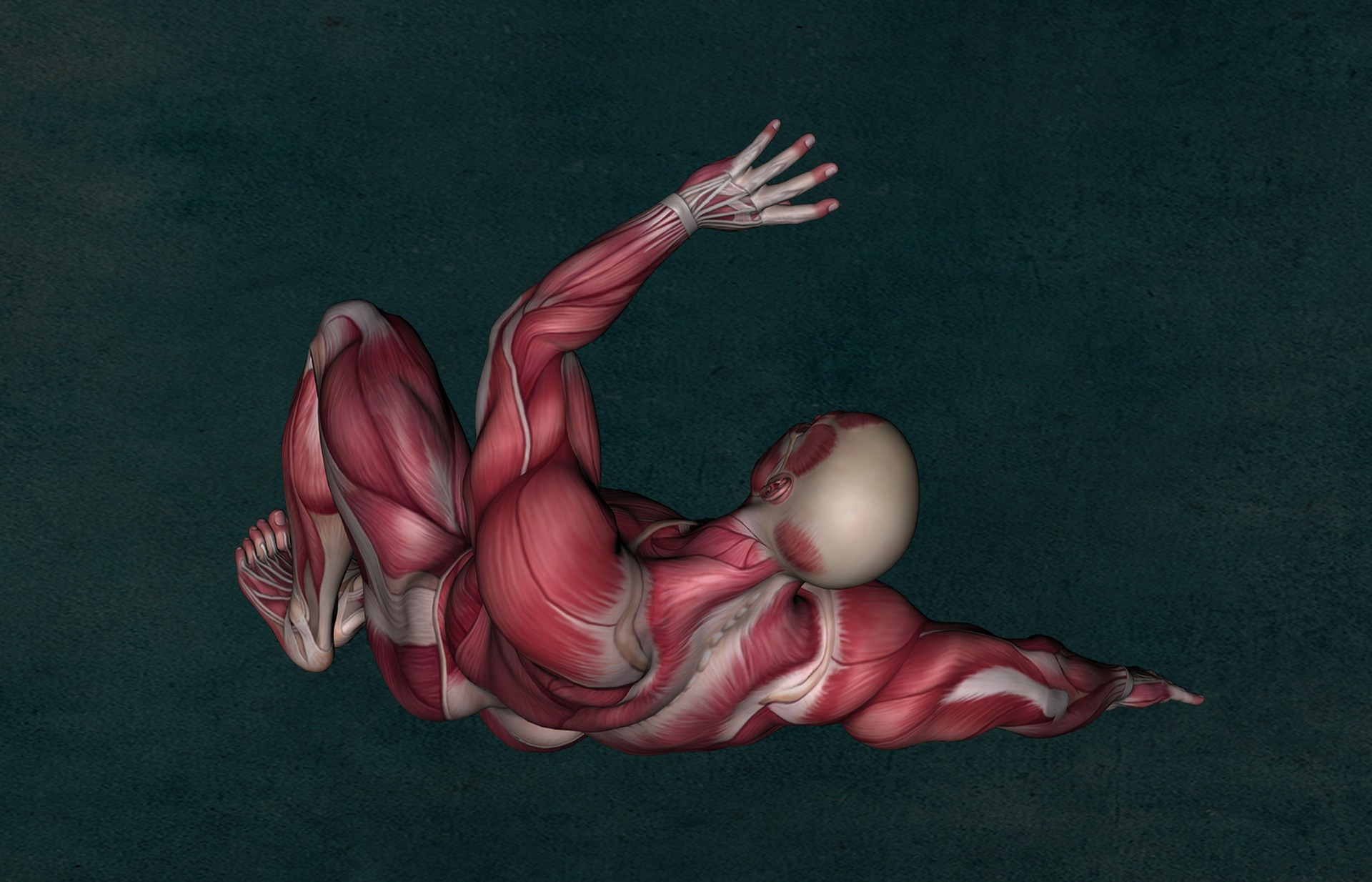 Fasziendistorsionsmodell (FDM)